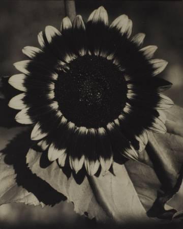 A Bee on a Sunflower, c. 1920