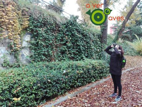 De paseo con John Lennon y el halcón peregrino