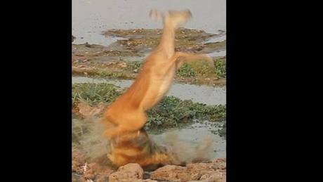 ¡Por pocos segundos! Fotógrafo capta el furioso ataque de un cocodrilo a ciervo