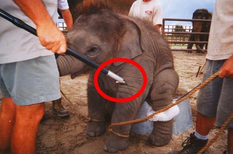 Baby Elephant Training Photo With Circled Bullhook