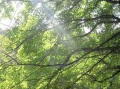 Venerdí Photosatriani