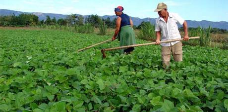 produccion-campesinos