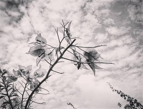 La imagen puede contener: cielo, nube, planta, árbol, naturaleza y exterior