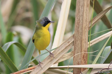 Un arañero cara negra