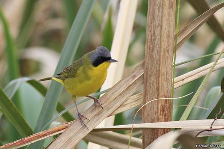 Un arañero cara negra