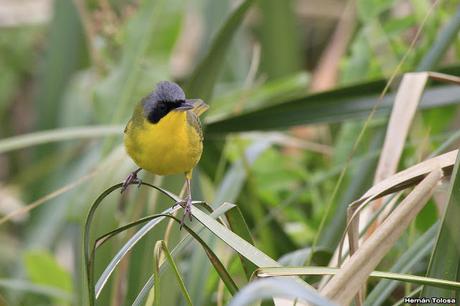 Un arañero cara negra