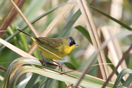 Un arañero cara negra