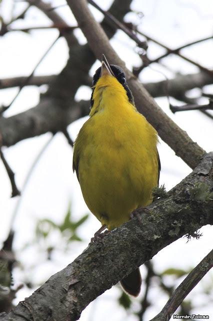 Un arañero cara negra