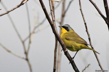Un arañero cara negra