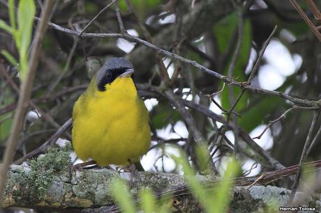 Un arañero cara negra