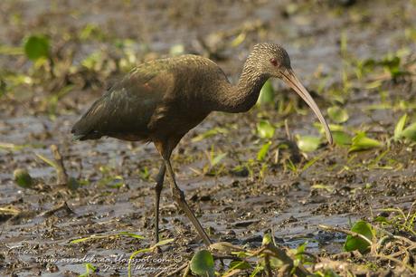 Cuervillo de cañada (White-faced Ibis) Plegadis chihi