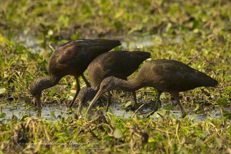 Cuervillo de cañada (White-faced Ibis) Plegadis chihi