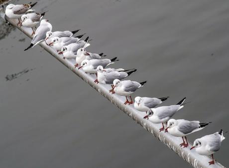 [Tribuna de prensa] Lo mejor de la semana del 12 al 18 de diciembre de 2016