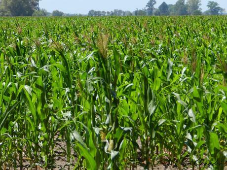 Muerto Fidel bienvenidos los cultivos transgénicos en Cuba