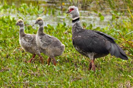 Chajá (Southern Screamer) Chauna torquata