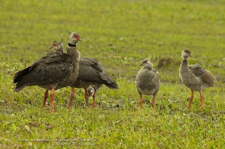 Chajá (Southern Screamer) Chauna torquata