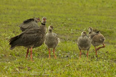 Chajá (Southern Screamer) Chauna torquata
