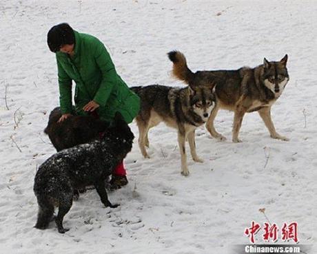 wild-wolf-valley-china6