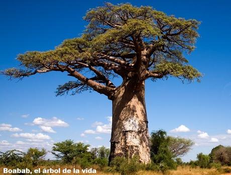 CAP. 32 . . . . . . . . . . . . . . . . . . . . . . . . . . . . . . Andanzas y tropezones de Dikembe Biyombo