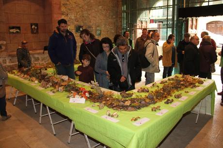 XV JORNADAS MICOLÓGICAS DE SIGÜENZA (PARTE II)