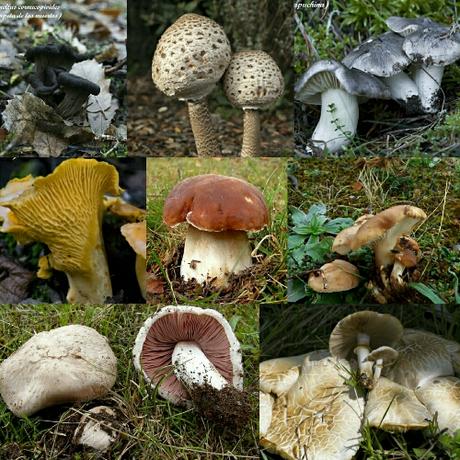 XV JORNADAS MICOLÓGICAS DE SIGÜENZA (PARTE II)