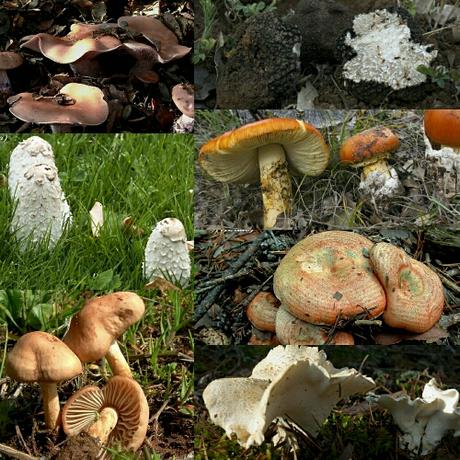 XV JORNADAS MICOLÓGICAS DE SIGÜENZA (PARTE II)