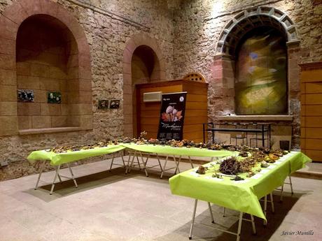 XV JORNADAS MICOLÓGICAS DE SIGÜENZA (PARTE II)