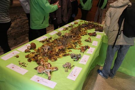 XV JORNADAS MICOLÓGICAS DE SIGÜENZA (PARTE II)