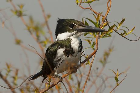 Martín pescador mediano (Amazon Kingfisher) Chloroceryle amazona