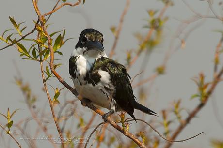 Martín pescador mediano (Amazon Kingfisher) Chloroceryle amazona