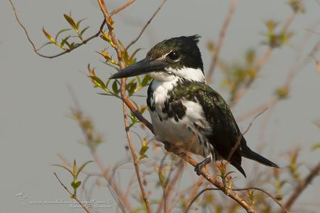 Martín pescador mediano (Amazon Kingfisher) Chloroceryle amazona