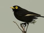 Pico plata (Spectacled Tyrant) Hymenops perspicillatus