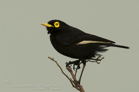 Pico de plata (Spectacled Tyrant) Hymenops perspicillatus