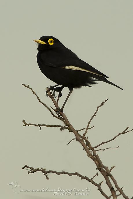Pico de plata (Spectacled Tyrant) Hymenops perspicillatus