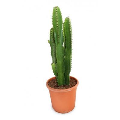 https://verdecora.es/cactus/216336-euphorbia-cactus-maceta-18cm.html
