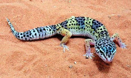 El Gecko Leopardo un réptil muy exótico