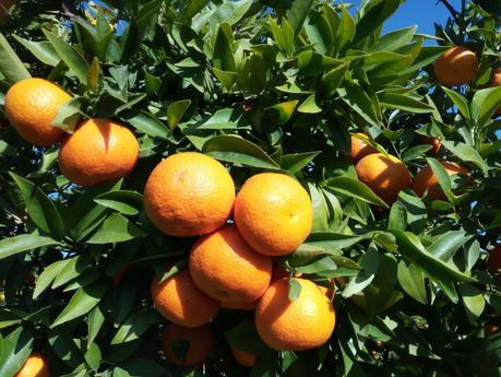 Cada vez más agricultores valencianos venden naranjas, mandarinas y otros productos online