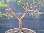 Junipero indomable alambrado