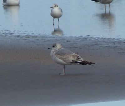 Gaviota de Delaware y canas