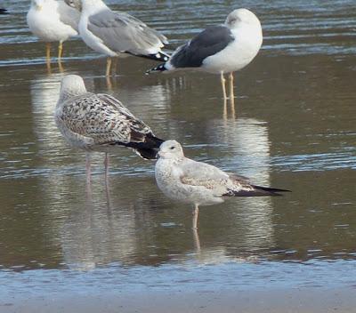 Gaviota de Delaware y canas