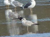 Gaviota Delaware canas