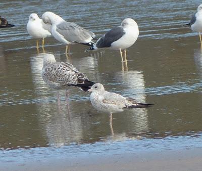 Gaviota de Delaware y canas
