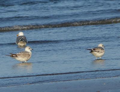 Gaviota de Delaware y canas