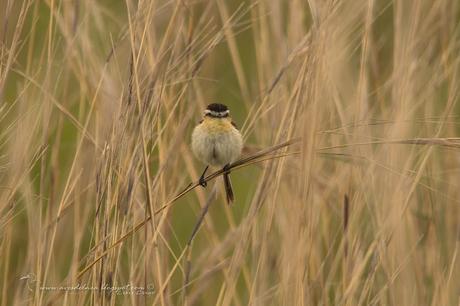 Tachurí coludo (Sharp-tailed Tyrant) Culicivora caudacuta