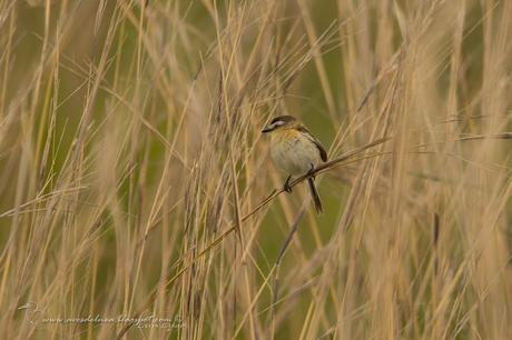 Tachurí coludo (Sharp-tailed Tyrant) Culicivora caudacuta