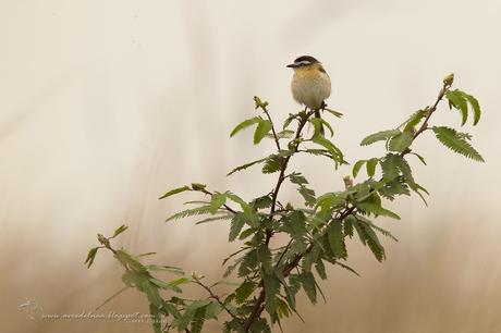 Tachurí coludo (Sharp-tailed Tyrant) Culicivora caudacuta