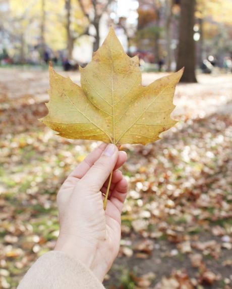 OTOÑO EN CENTRAL PARK OTOÑO EN CENTRAL PARK