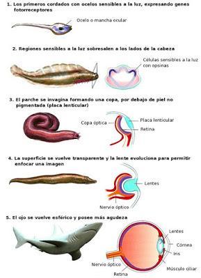 Nociones teológicas en biología I