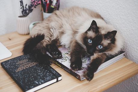 boda star wars www.bodasdecuento.com