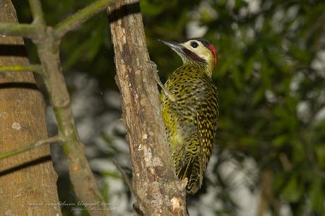 Carpintero real (Green-barred Woodpecker) Colaptes melanochloros